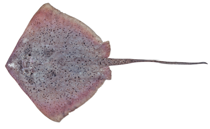 Peppered maskray